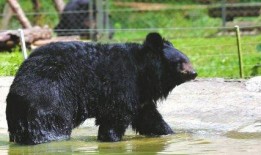 黑龙江黑熊爆料新闻报道,揭露惊人真相，深度剖析事件背后！